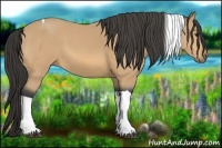 Horse Color:Buckskin Tobiano