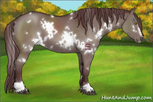 Horse Color:White Spotted Chocolate Grullo Sabino 