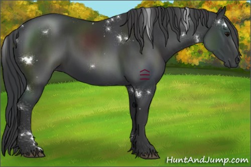 Horse Color:White Spotted Black 
