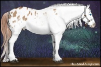 Horse Color:White Spotted Bay Dun Splash Appaloosa 