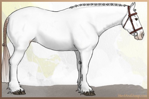 Horse Color:Chestnut Appaloosa 