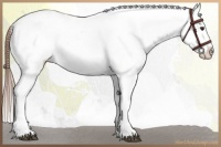 Horse Color:Chestnut Appaloosa 