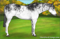 Horse Color:Gray White Spotted Black  and Gray White Spotted Black Frame 