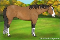Horse Color:Buckskin Splash 