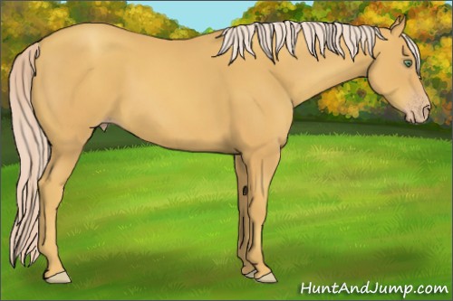 Horse Color:Gold Cream Champagne 