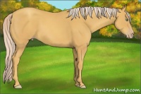 Horse Color:Gold Cream Champagne 