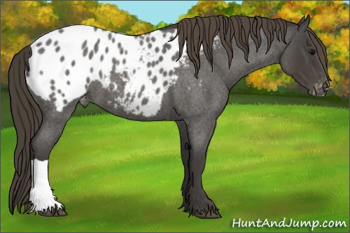 Horse Color:Smoky Blue Roan Appaloosa 