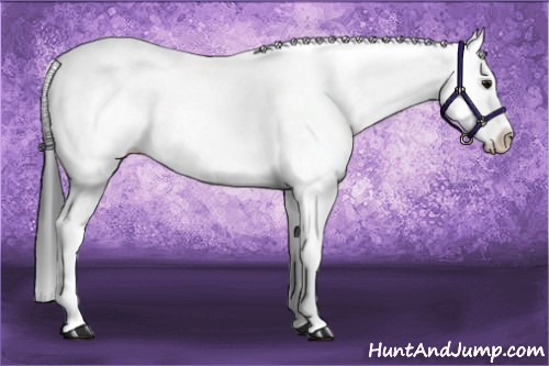 Horse Color:White Spotted Bay Splash
