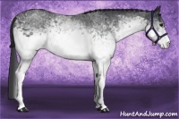 Horse Color:White Spotted Blue Roan Rabicano