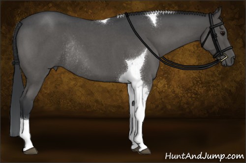 Horse Color:Blue Roan Tobiano Rabicano 
