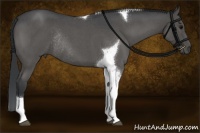 Horse Color:Blue Roan Tobiano Rabicano