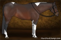 Horse Color:Brown Tobiano