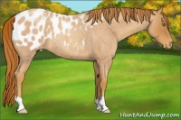 Horse Color:Gold Champagne Roan Appaloosa 