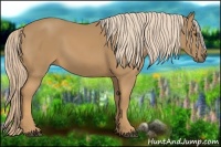 Horse Color:Palomino