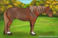 Horse Color:Bay Sabino Rabicano  and Chestnut Sabino Rabicano 