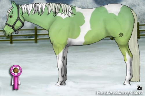 Horse Color:Palomino Tobiano 