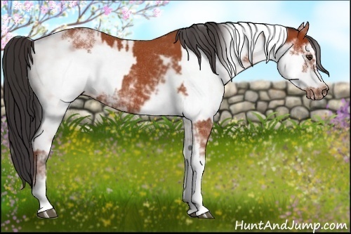 Horse Color:Bay Sabino Rabicano and Bay Sabino Frame Rabicano