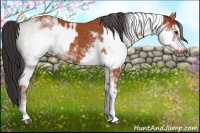 Horse Color:Bay Sabino Rabicano  and Bay Sabino Frame Rabicano 