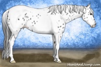 Horse Color:Black Tobiano Appaloosa 