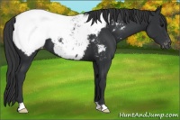 Horse Color:Black Appaloosa