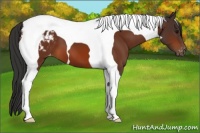 Horse Color:Bay Tobiano Appaloosa 