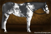 Horse Color:Black Sabino Rabicano 