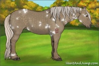 Horse Color:White Spotted Silver Grullo 
