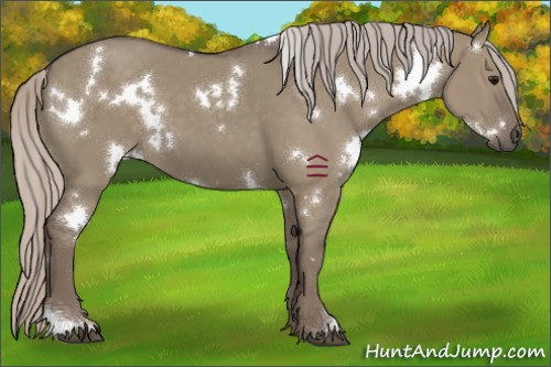 Horse Color:White Spotted Silver Grullo 