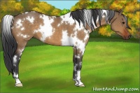 Horse Color:White Spotted Brown Dun