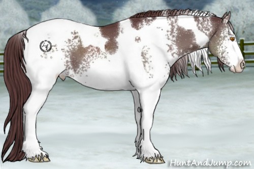 Horse Color:White Spotted Chocolate Black Tobiano