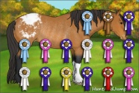 Horse Color:Bay Appaloosa Rabicano 