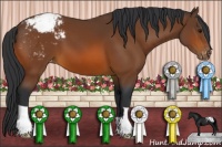 Horse Color:Bay Appaloosa