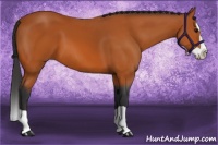 Horse Color:Bay Splash 