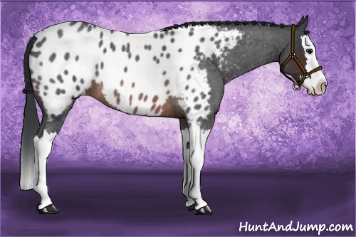 Horse Color:Brown Roan Splash Near Leopard
