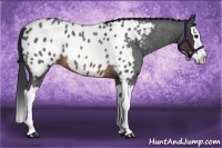 Horse Color:Brown Roan Splash Appaloosa 
