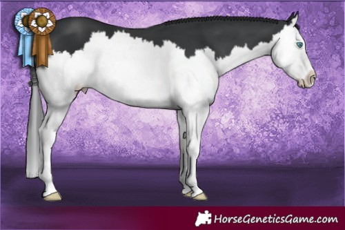 Horse Color:Black Splash