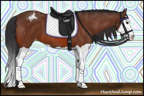 Horse Color:Bay Splash Appaloosa