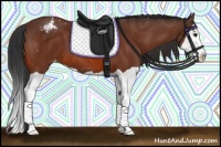 Horse Color:Bay Splash Appaloosa