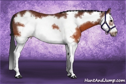 Horse Color:Brown Splash Frame Rabicano 