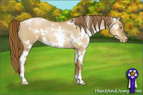 Horse Color:White Spotted Liver Red Dun Pearl 