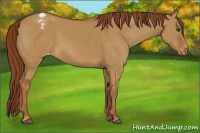 Horse Color:Red Dun Varnish 