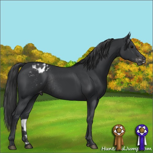 Horse Color:Black Appaloosa Rabicano 
