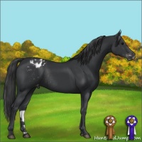 Horse Color:Black Appaloosa Rabicano 