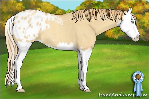 Horse Color:Gold Champagne Roan Dun Splash Appaloosa 