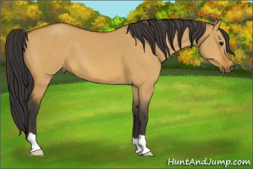Horse Color:Bay Dun 