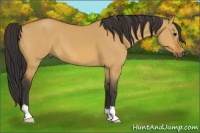 Horse Color:Bay Dun