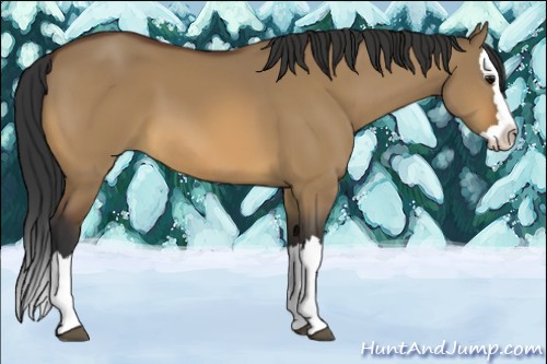 Horse Color:Brown Dun Sabino Splash 