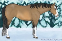 Horse Color:Brown Dun Sabino Splash 
