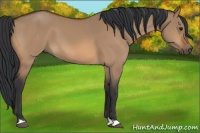 Horse Color:Bay Dun 
