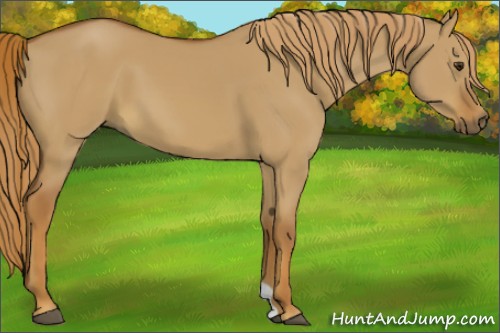 Horse Color:Red Dun 